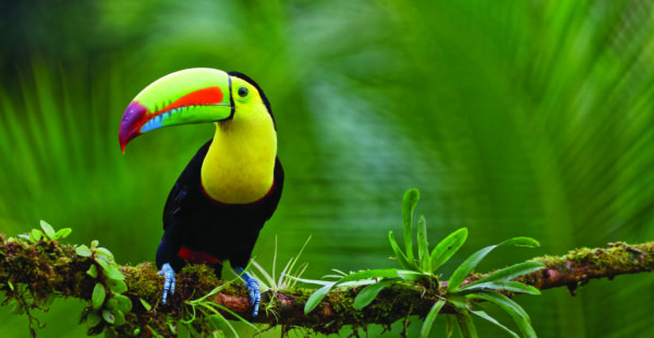 toucan 20 toucan 20